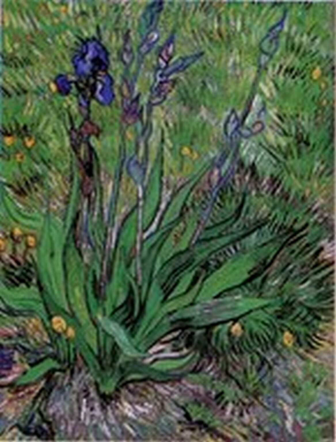 Van Gogh Iris (Saint-Remy, mayo, 1889)